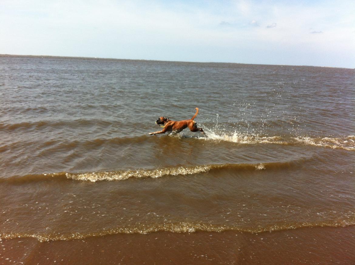 Boxer Boxon Engel (Bessie) - Den daglige strandtur billede 12