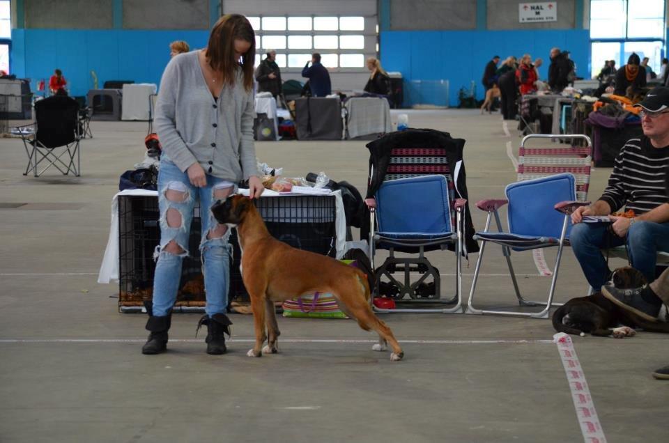 Boxer Boxon Engel (Bessie) - 3/11-2012 (Udstilling Herning) billede 2
