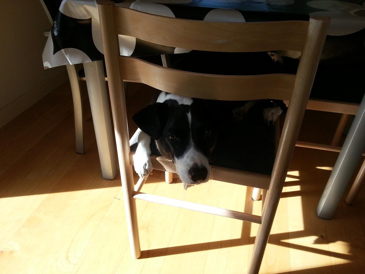 Blanding af racer Anton - Vi skal have gæster og Anton vil også være med til bords.  billede 8