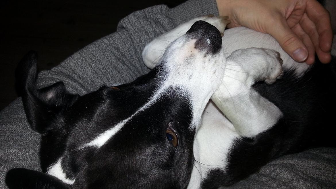 Blanding af racer Anton - Anton og min kæreste halvsover på sofaen.  billede 9