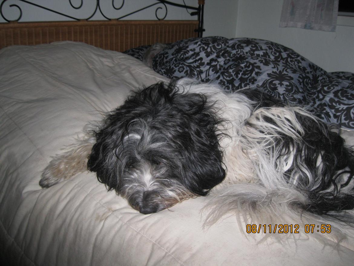 Schapendoes Axel - Han synes det er for tidligt at stå op billede 7