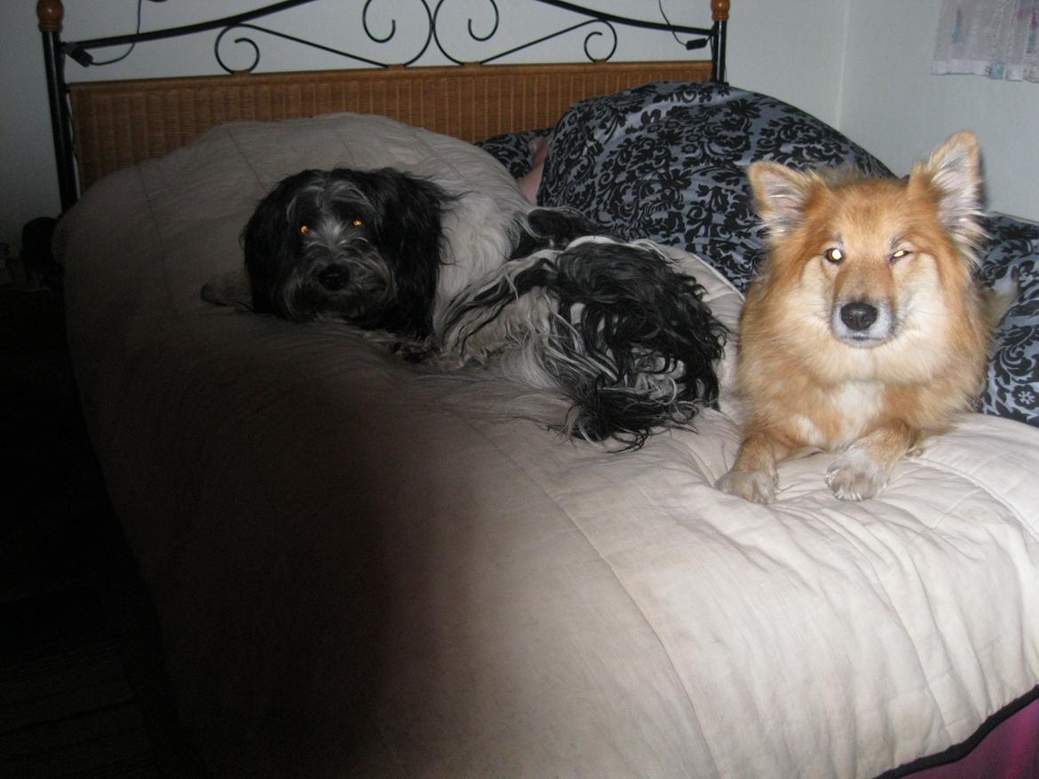 Islandsk fårehund Coco billede 9