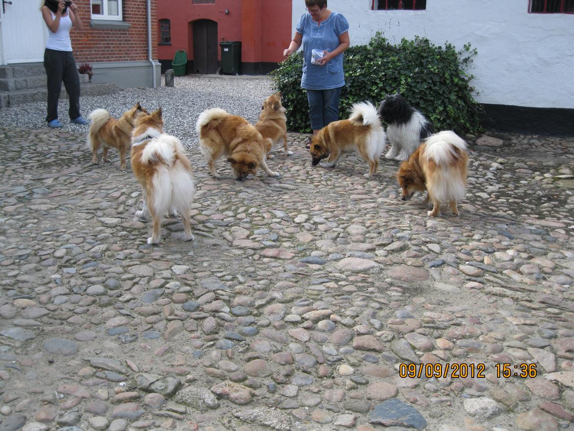 Islandsk fårehund Coco billede 10