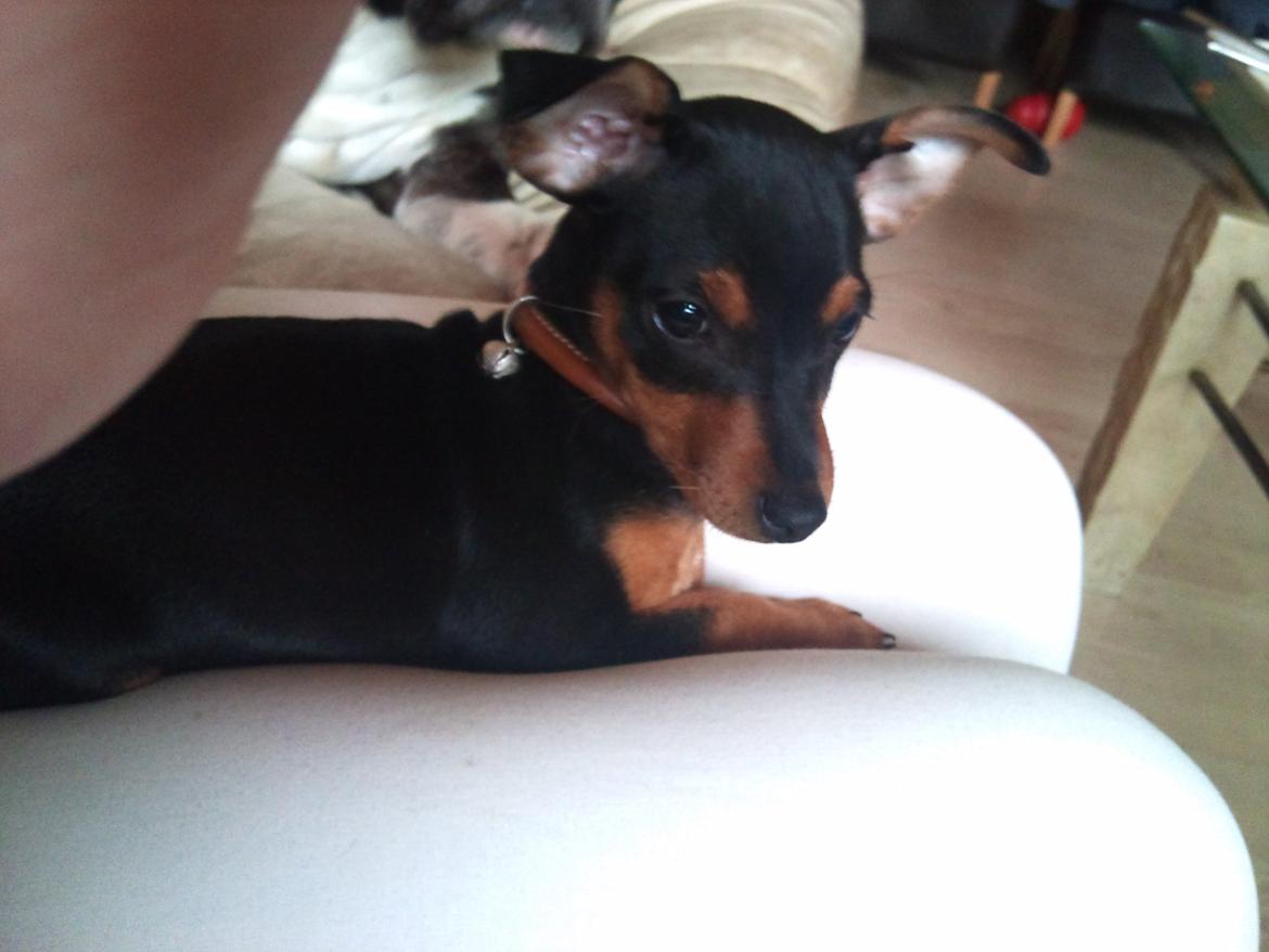 Blanding af racer Dværgpinscher/Prazsky Krysarik Fie billede 12