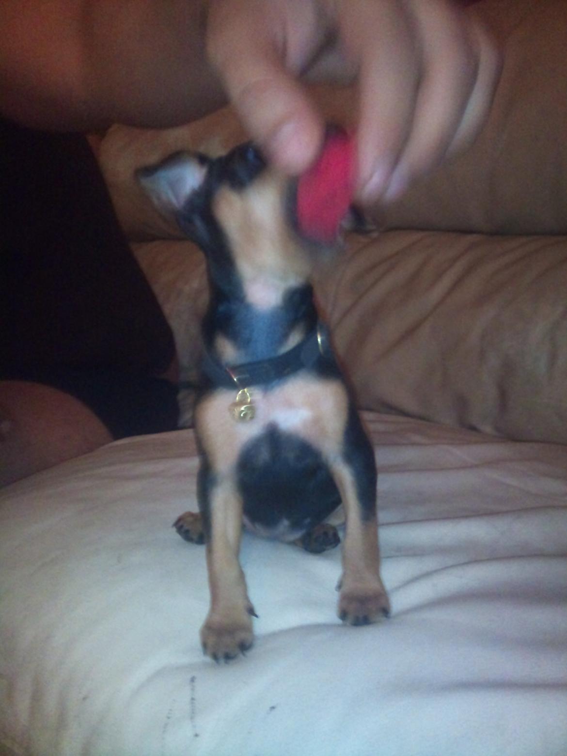 Blanding af racer Dværgpinscher/Prazsky Krysarik Fie - Så lille var Fie da jeg hentede hende :) billede 11