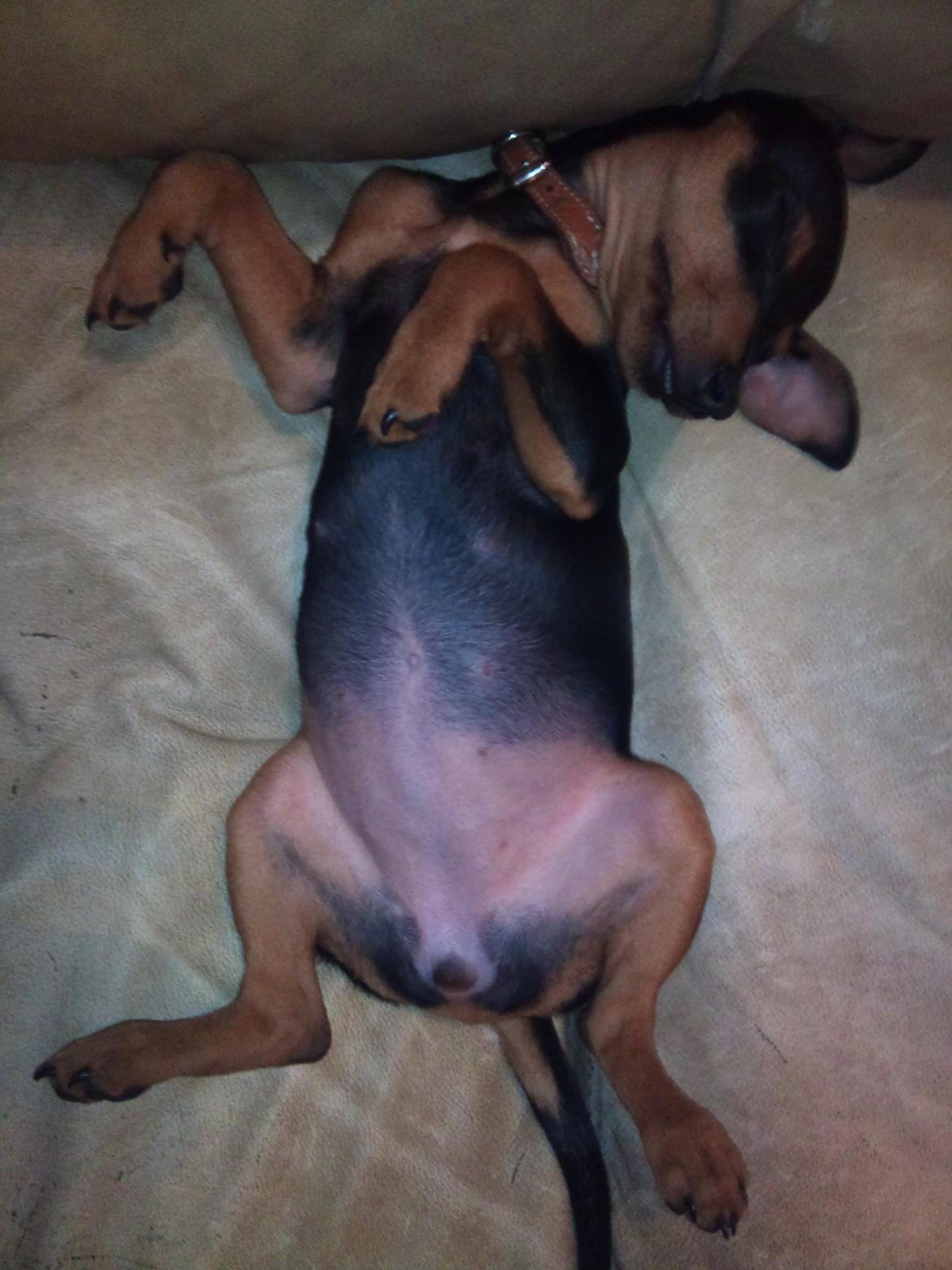 Blanding af racer Dværgpinscher/Prazsky Krysarik Fie - Hihi mors lille tykke Fie :) billede 17