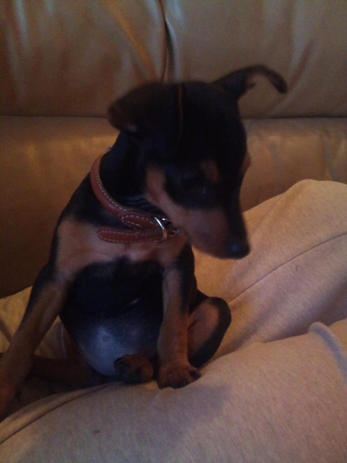 Blanding af racer Dværgpinscher/Prazsky Krysarik Fie billede 15