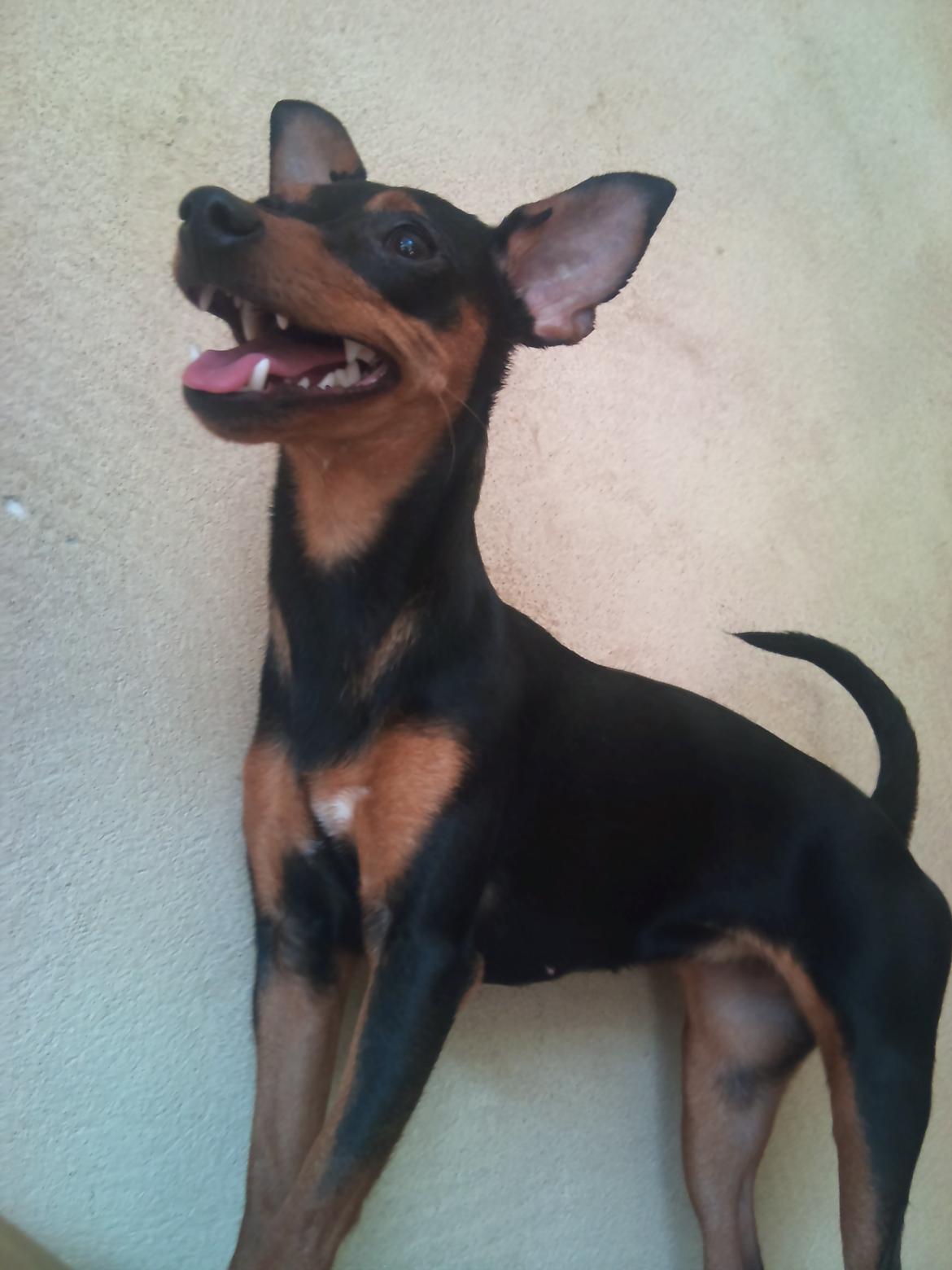 Blanding af racer Dværgpinscher/Prazsky Krysarik Fie billede 4