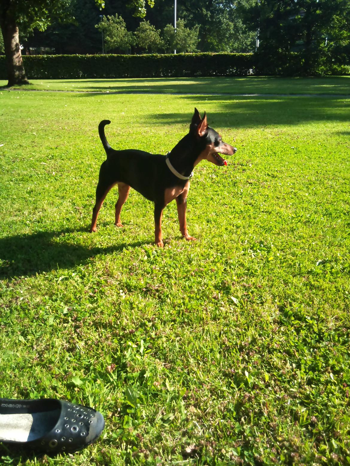 Blanding af racer Dværgpinscher/Prazsky Krysarik Fie billede 2