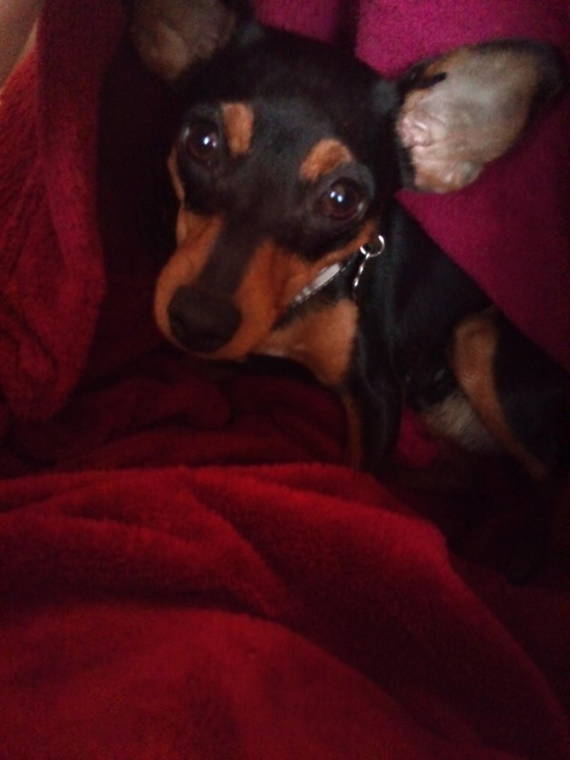 Blanding af racer Dværgpinscher/Prazsky Krysarik Fie - Hihi du fandt mig mor :) billede 5