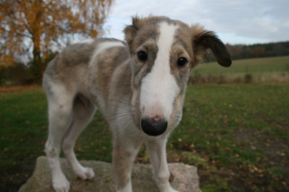 Borzoi Rotteberg aka Rotte - Som hvalp billede 42