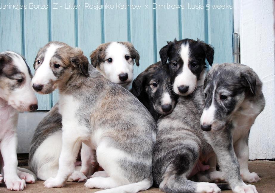 Borzoi Rotteberg aka Rotte - Rottes kuld billede 19