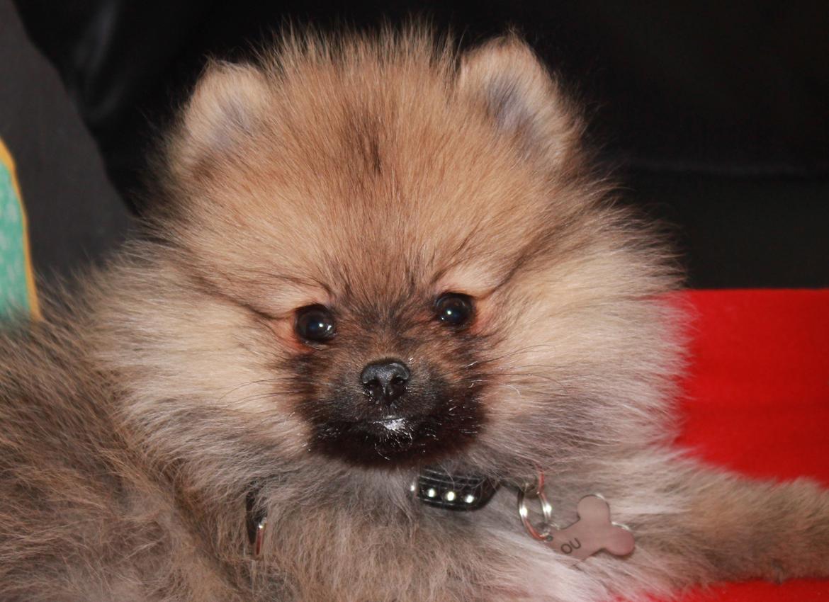 Pomeranian Anes Emil-Balou - Lige fået børstet tænder ;-)
11 uger gammel! billede 12