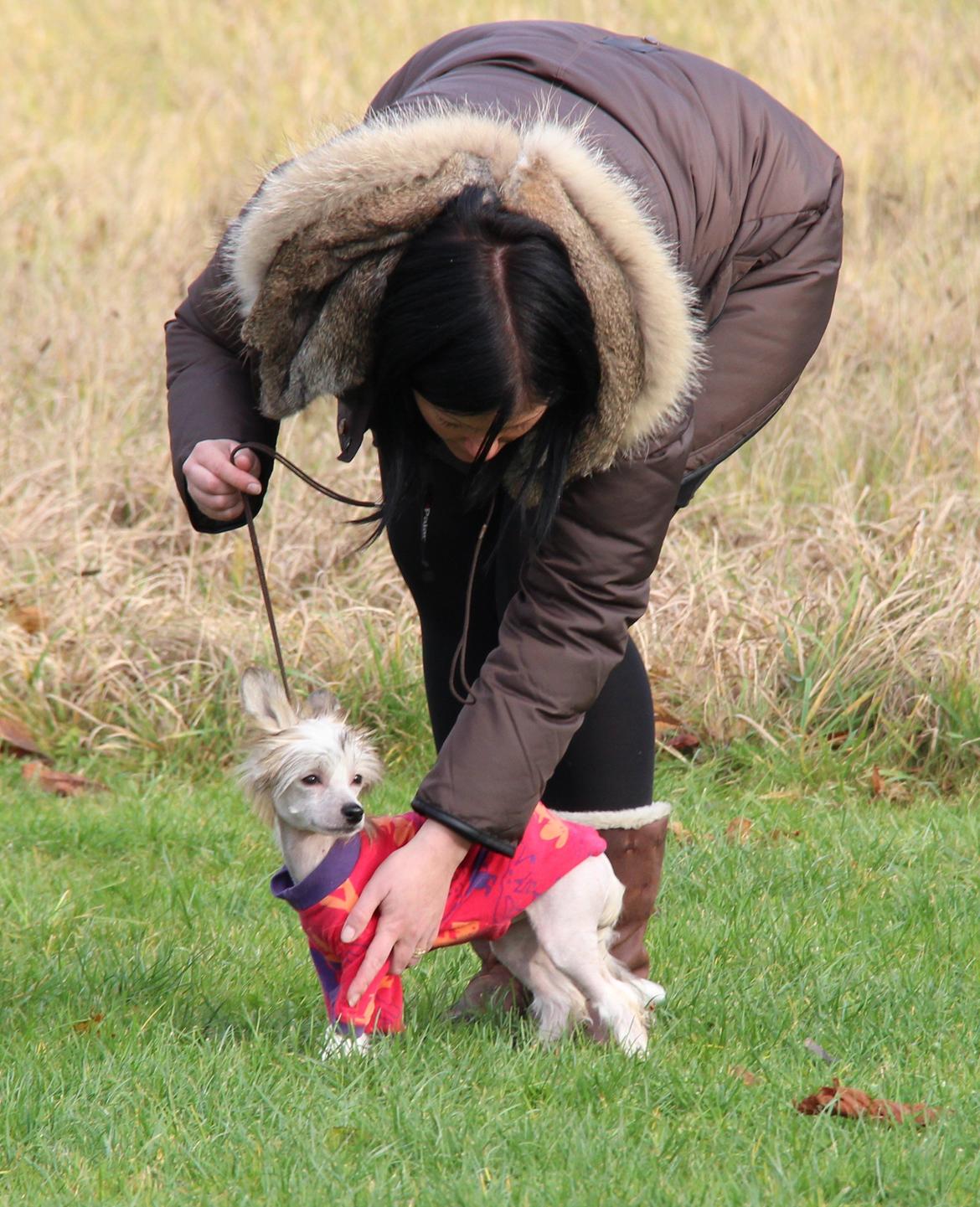 Chinese crested hårløs * STELLA* billede 13