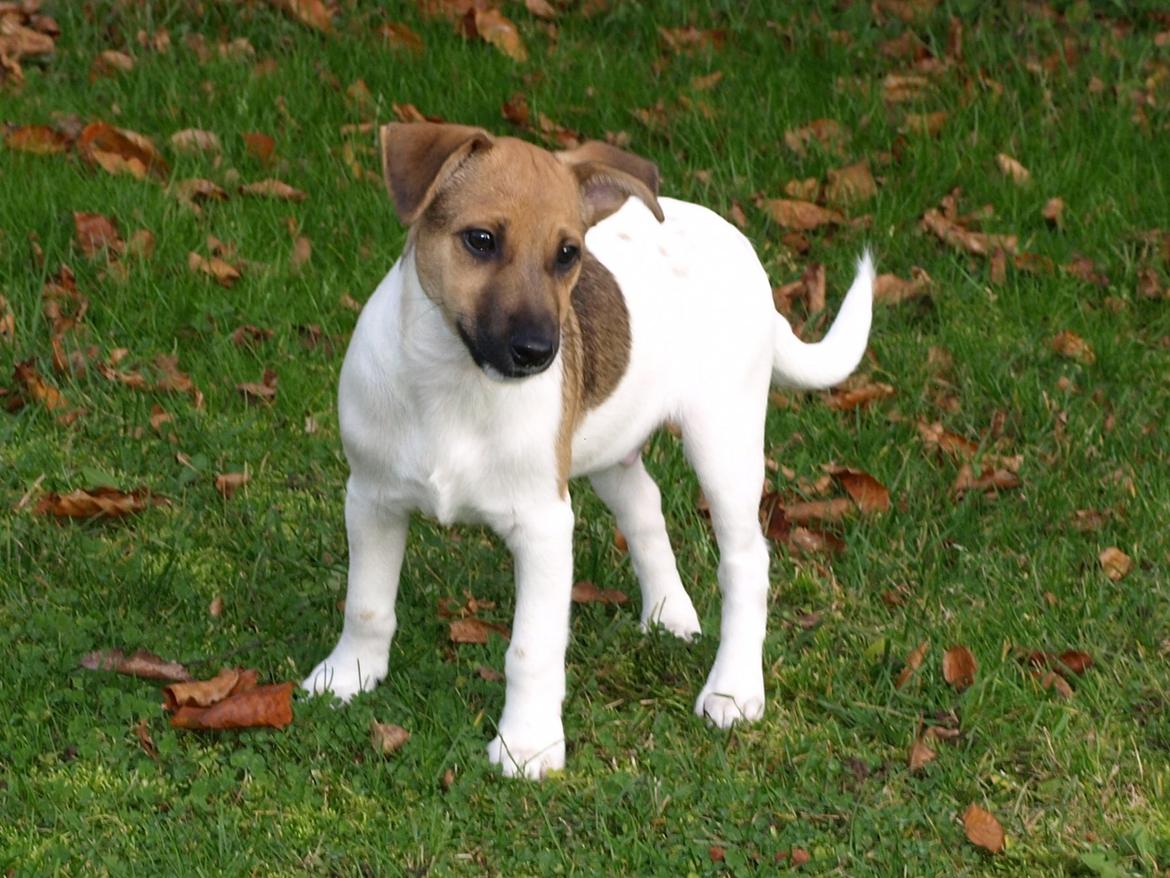 Dansk svensk gaardhund Nicki - skønne Nicki 3 mdr gammel.  billede 7