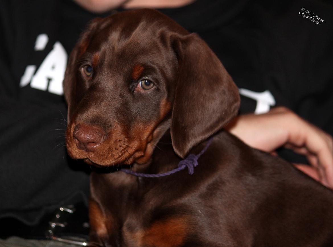 Dobermann Royal Danish Baronesse von Blixen billede 16