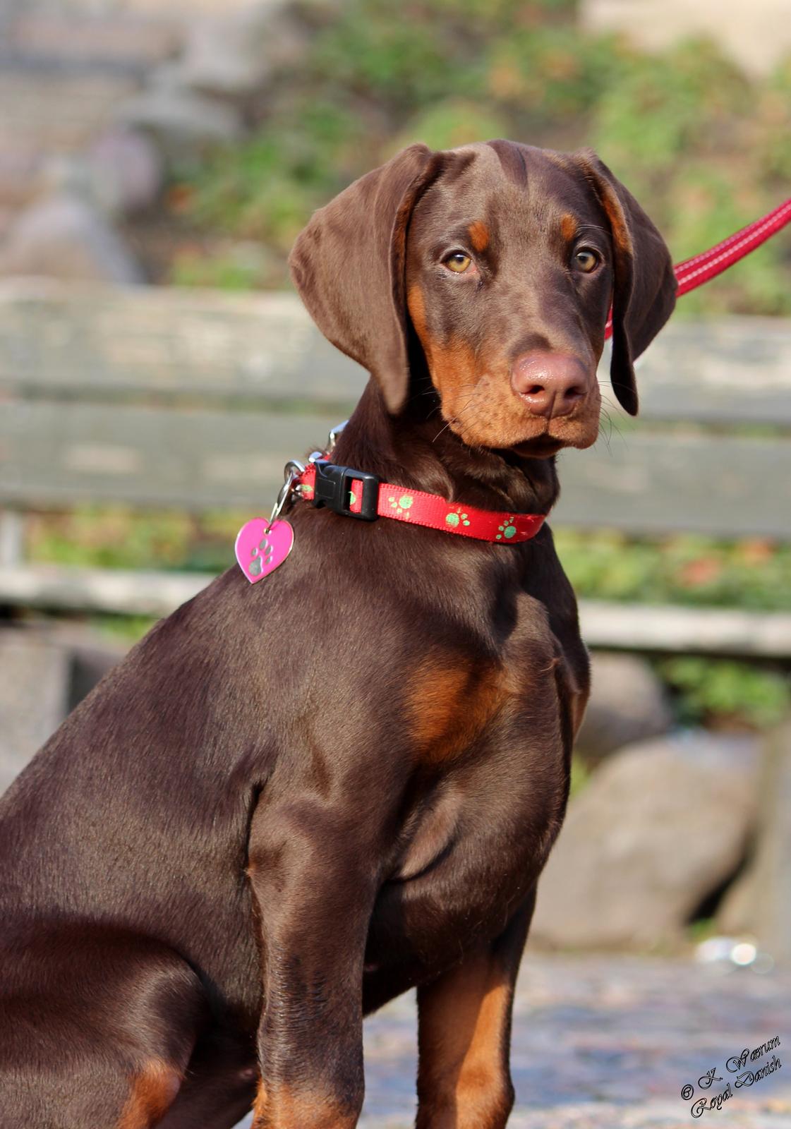 Dobermann Royal Danish Baronesse von Blixen billede 15