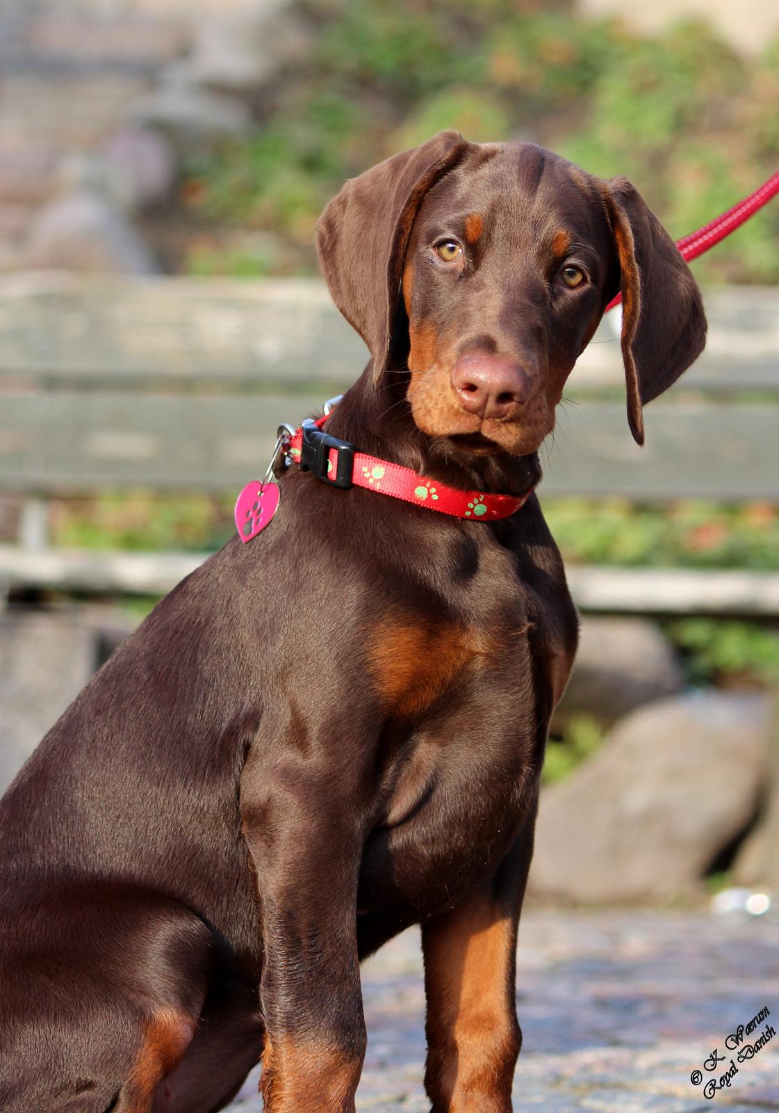 Dobermann Royal Danish Baronesse von Blixen billede 17