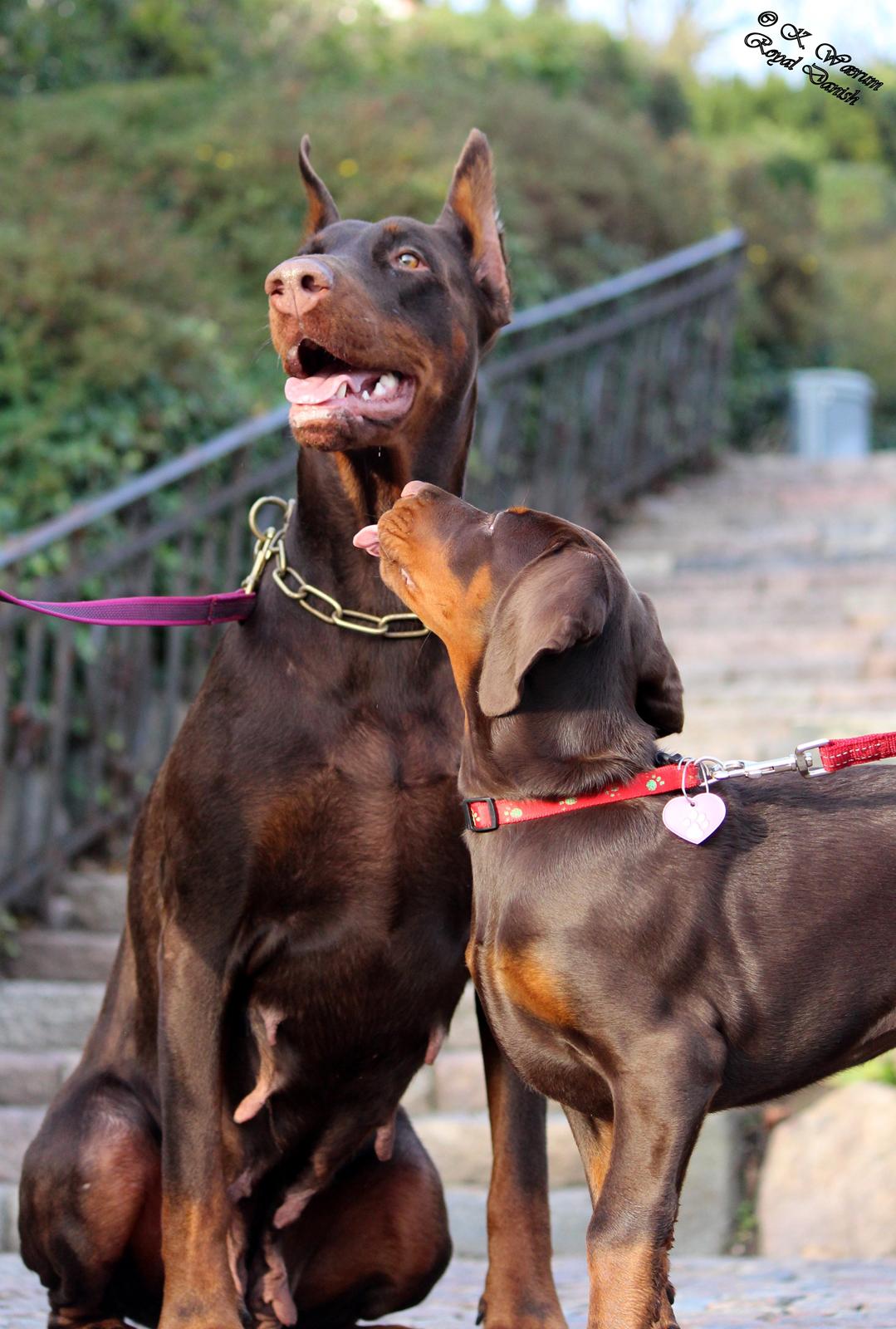 Dobermann Royal Danish Baronesse von Blixen billede 18