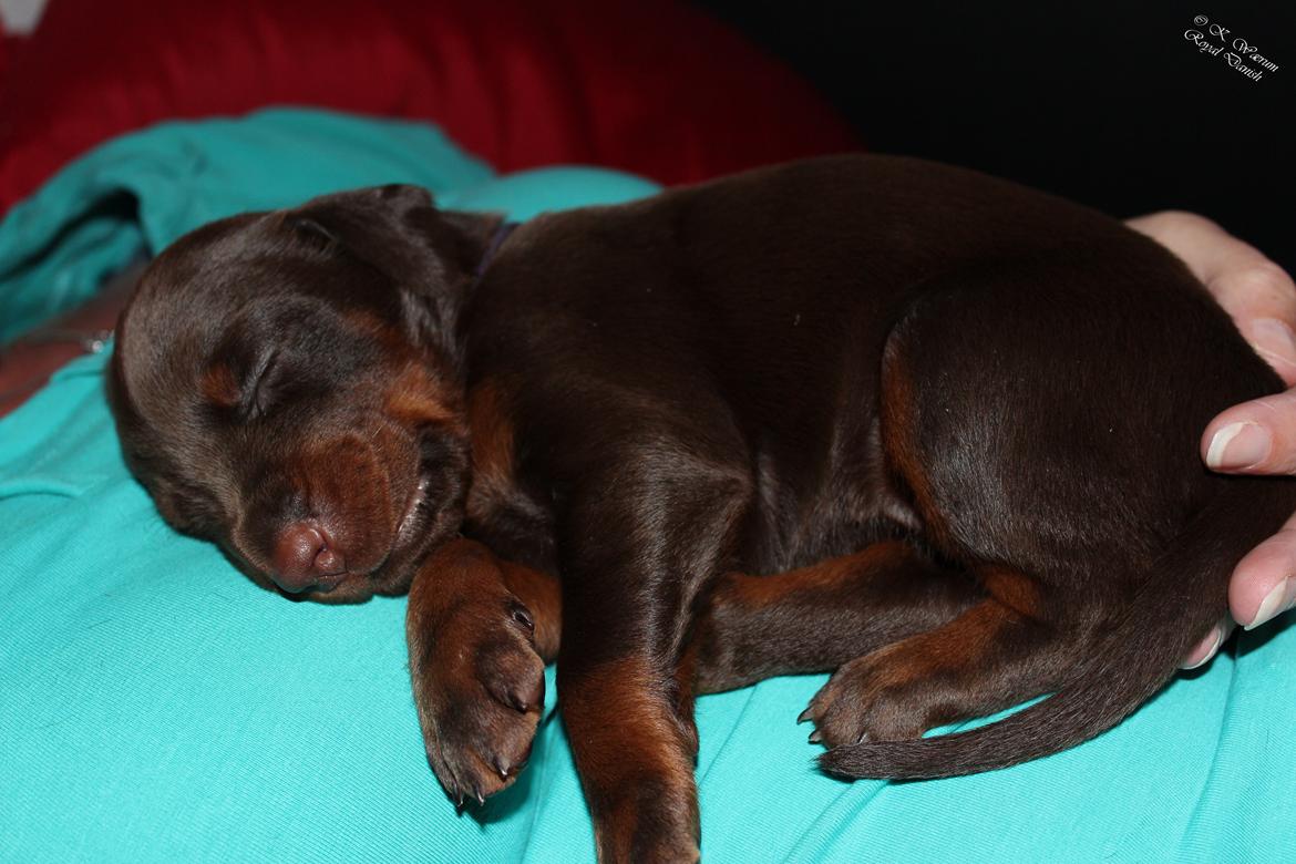 Dobermann Royal Danish Baronesse von Blixen billede 21