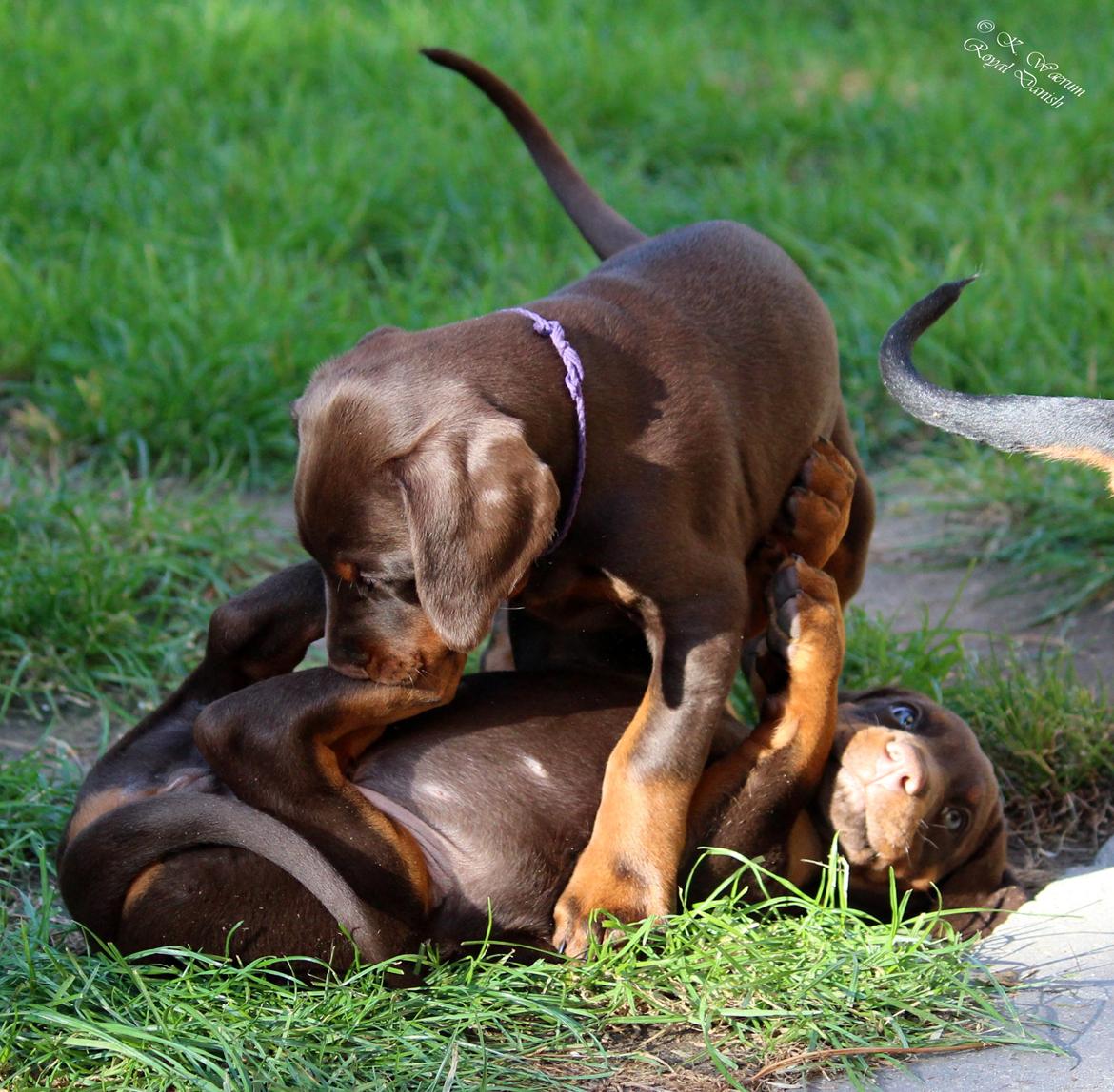 Dobermann Royal Danish Baronesse von Blixen billede 23