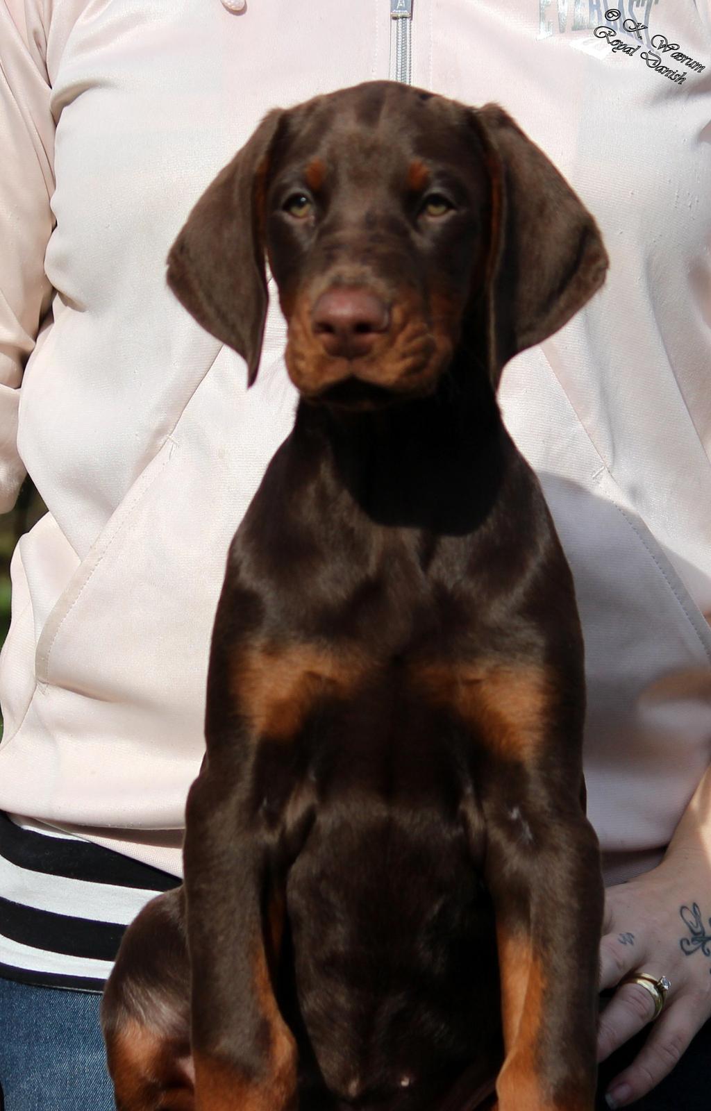 Dobermann Royal Danish Baronesse von Blixen billede 19