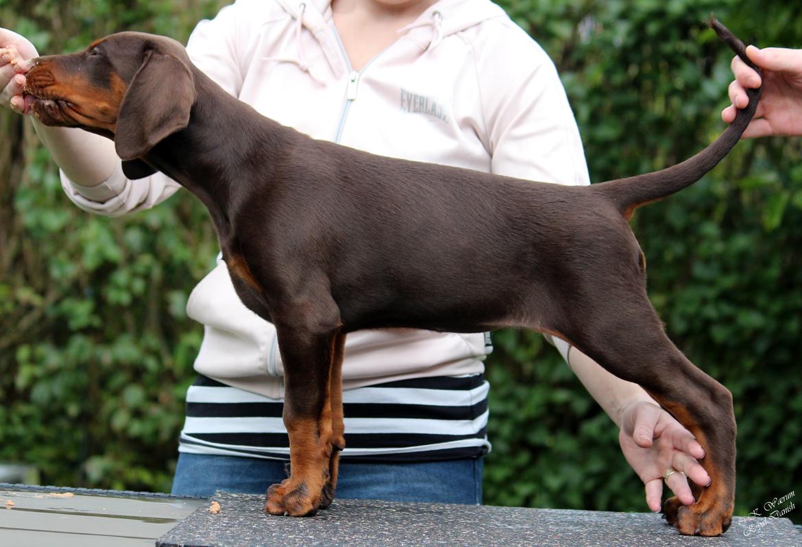 Dobermann Royal Danish Baronesse von Blixen billede 25