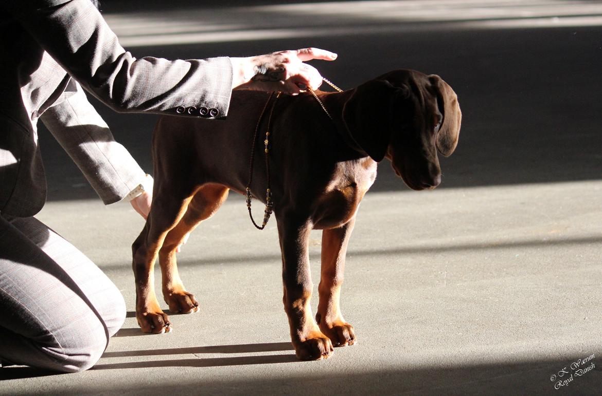 Dobermann Royal Danish Baronesse von Blixen billede 26