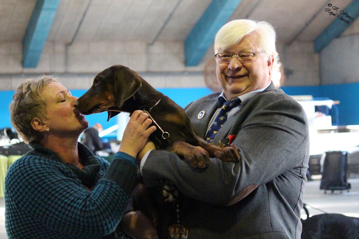 Dobermann Royal Danish Baronesse von Blixen billede 28