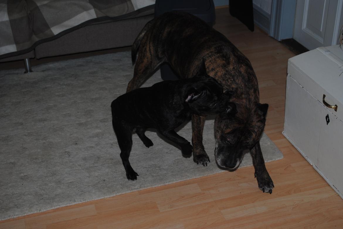 Fransk bulldog Junior billede 1