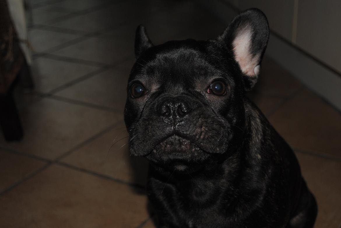 Fransk bulldog Junior billede 2