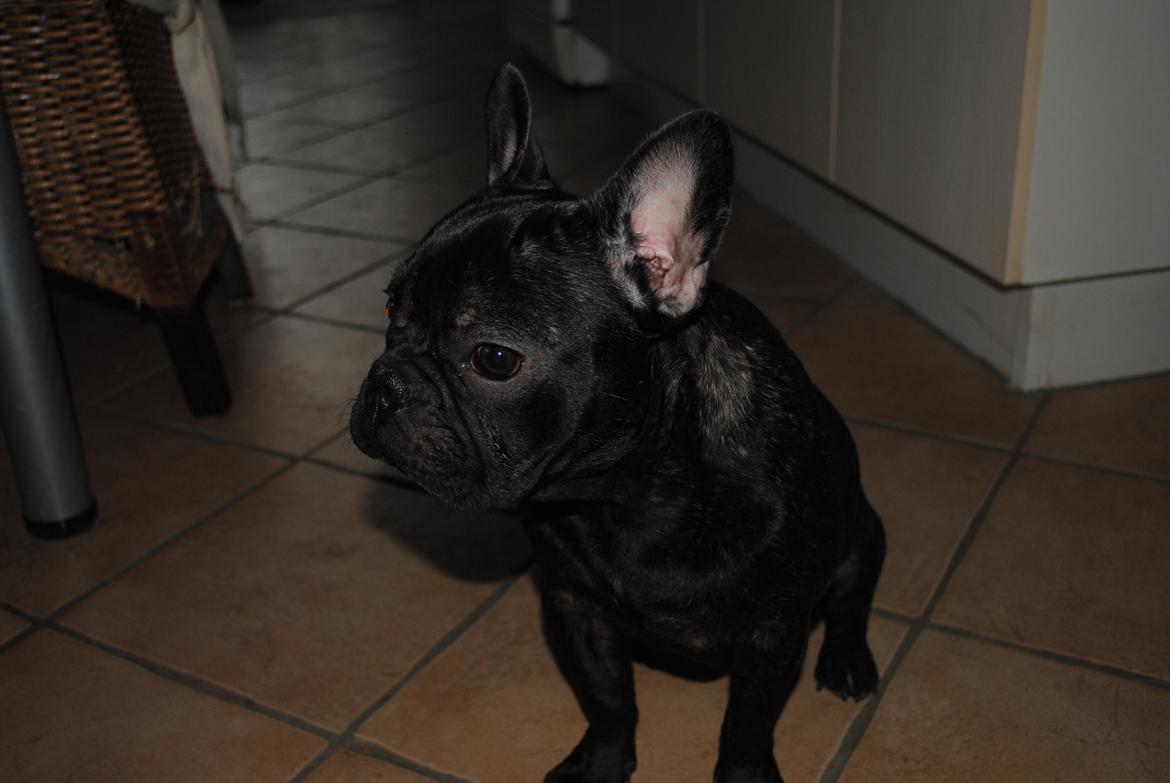 Fransk bulldog Junior billede 3