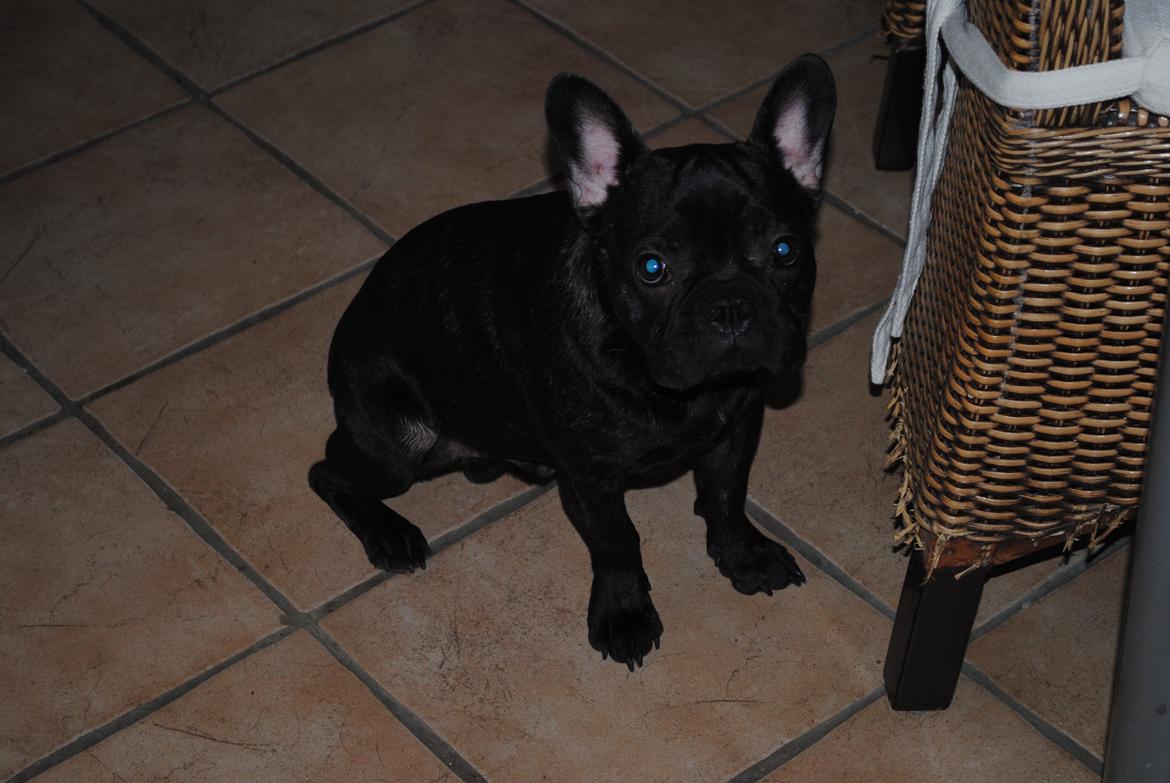 Fransk bulldog Junior billede 4