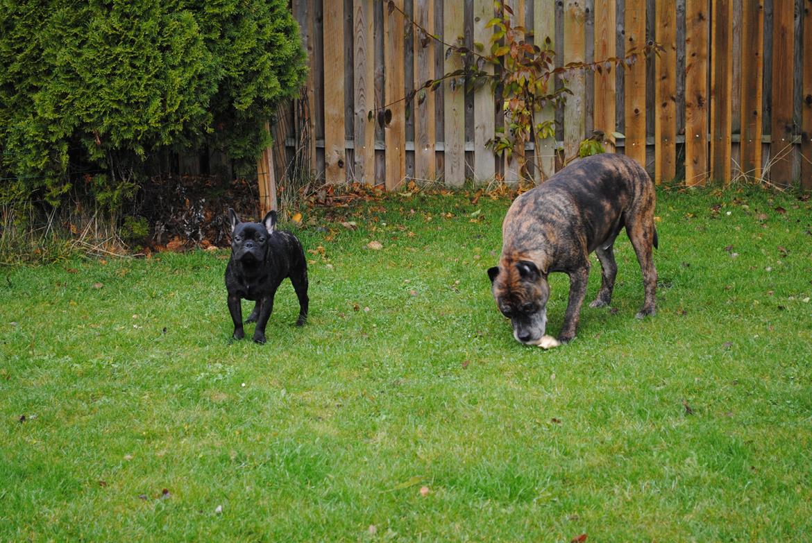 Fransk bulldog Junior billede 5