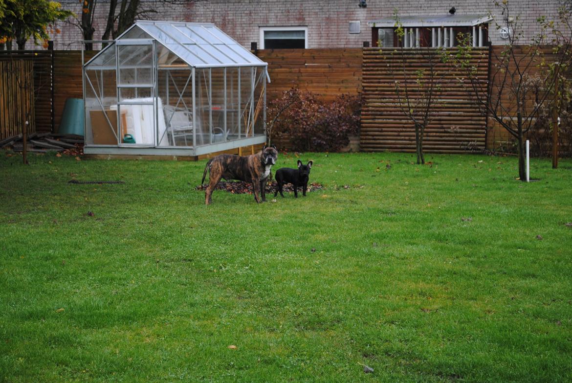 Fransk bulldog Junior billede 6