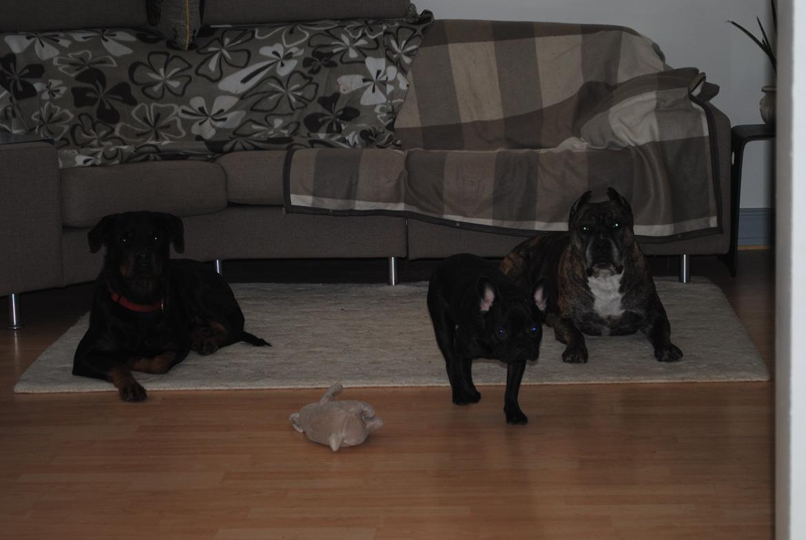 Fransk bulldog Junior billede 7