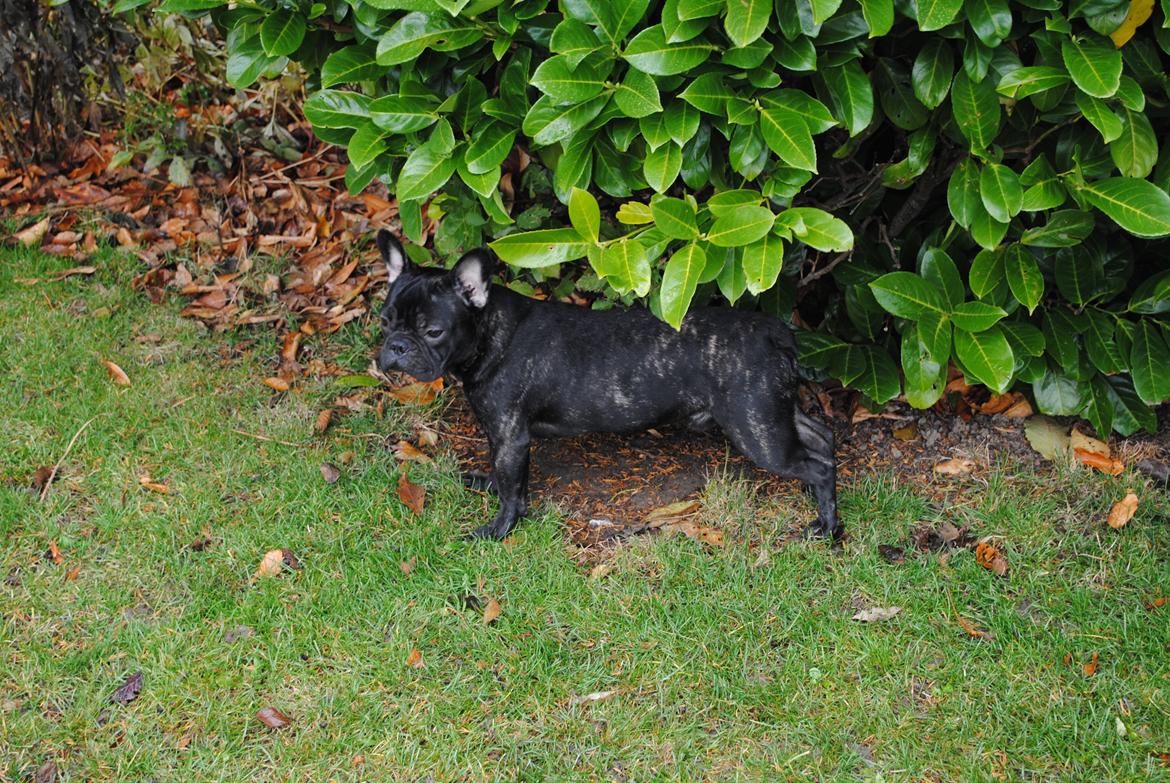 Fransk bulldog Junior billede 8