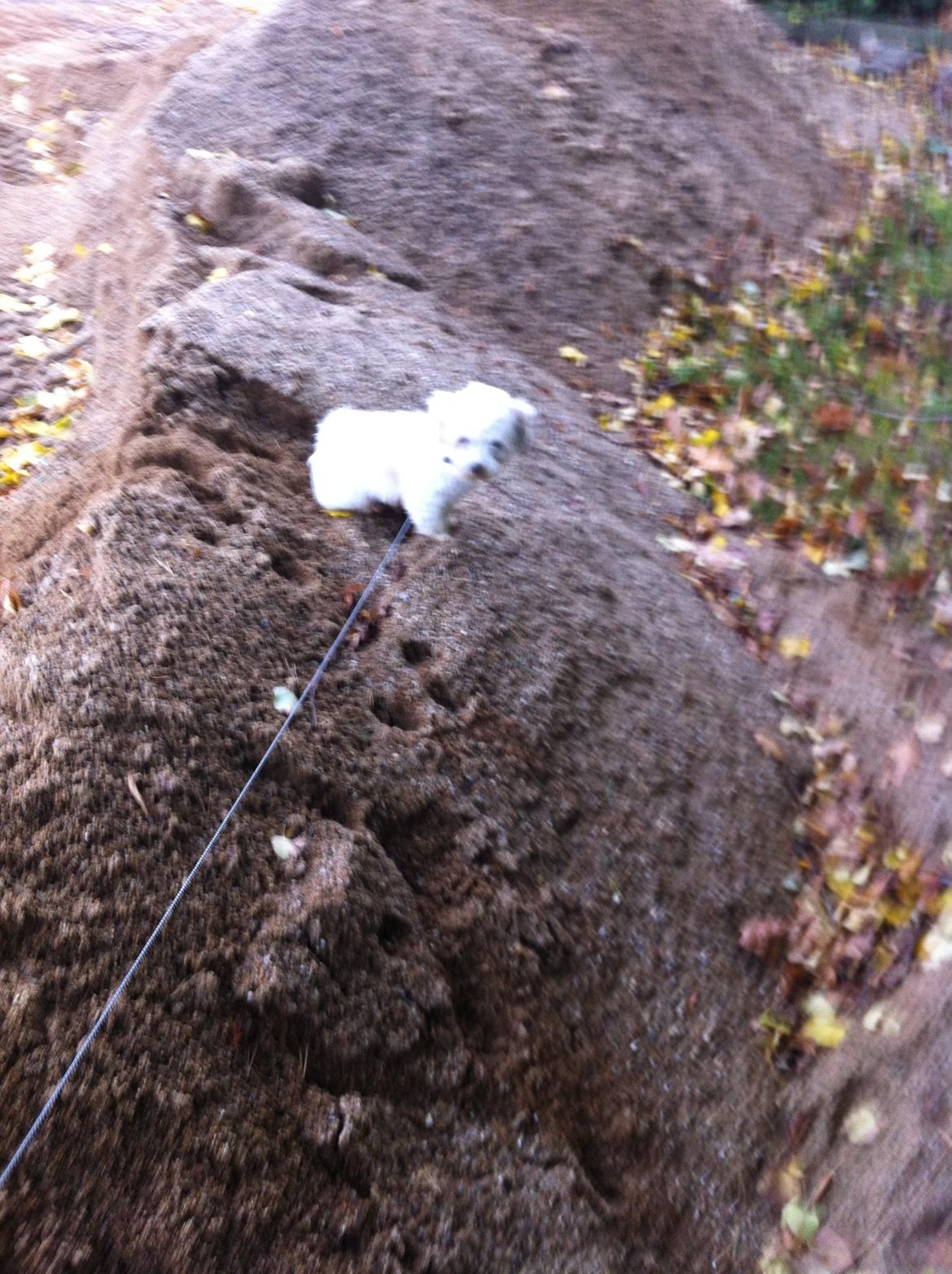 Coton de tulear Athena - Athena ude og lege i sandbunke :) billede 7