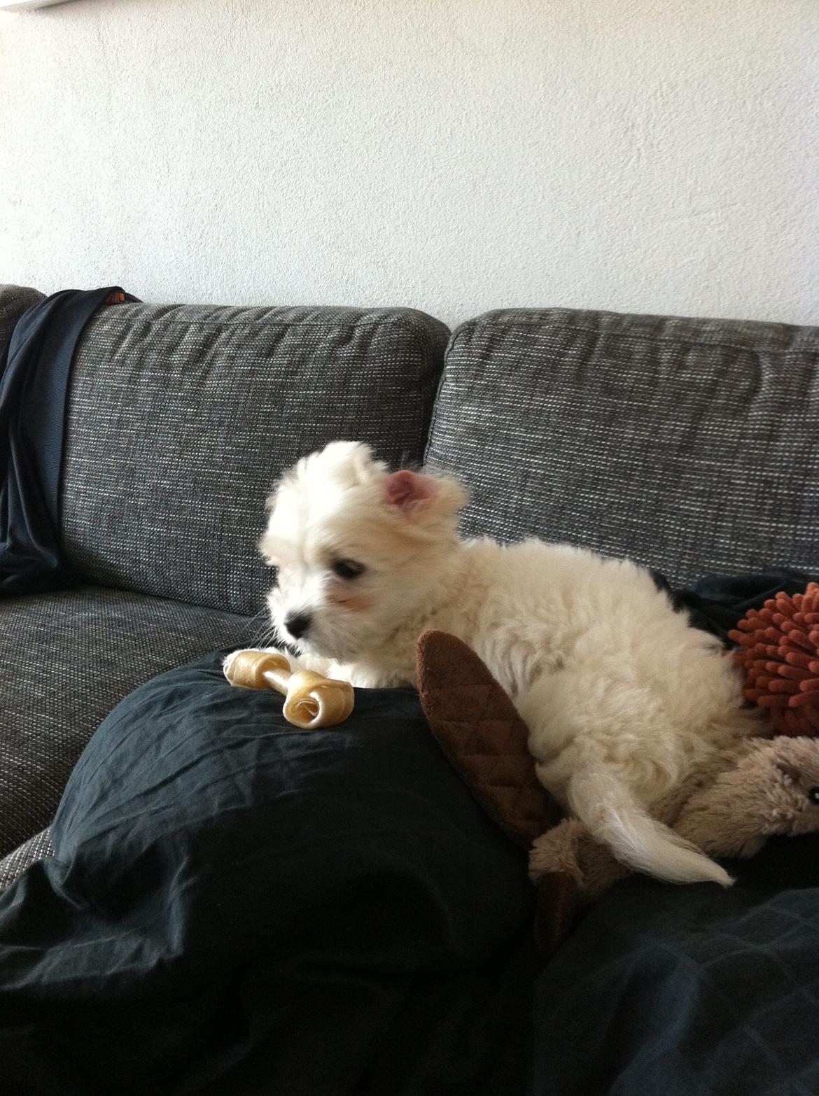 Coton de tulear Athena - Hygger på sofaen billede 4