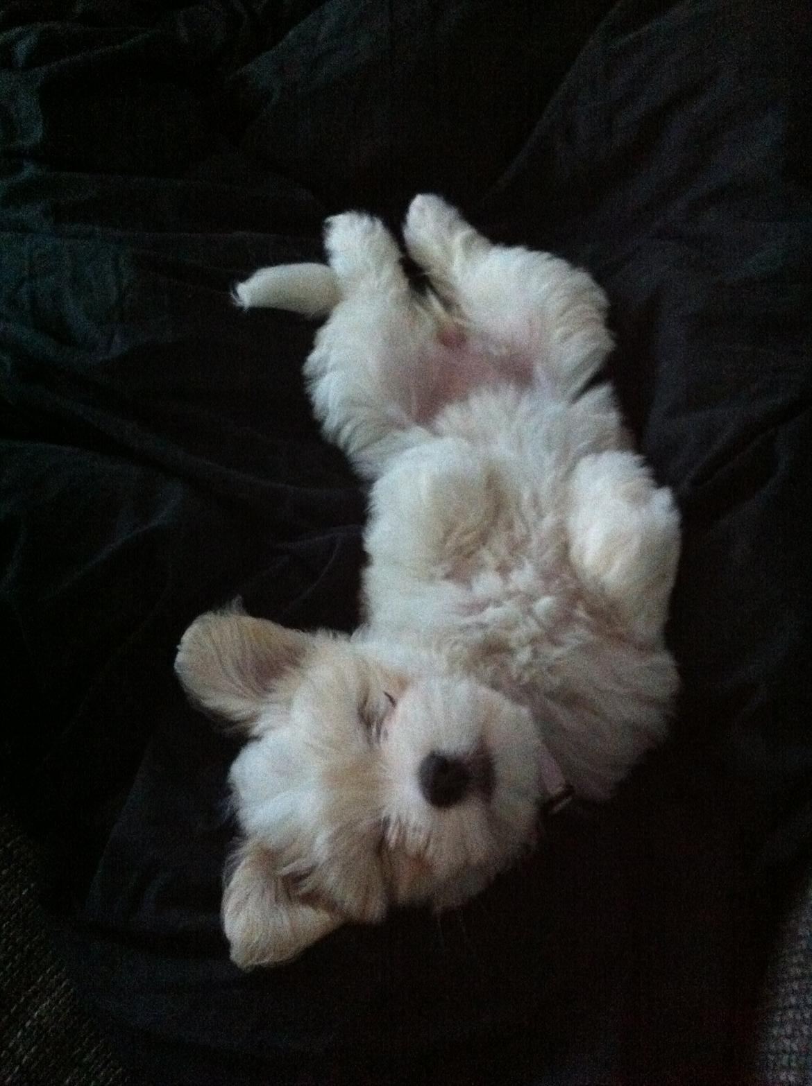 Coton de tulear Athena - Sjov måde at sove på ;) billede 5