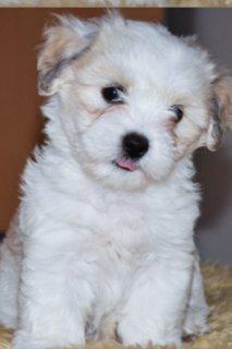 Coton de tulear Athena - Athena ca. 7 uger billede 1