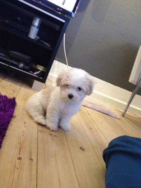 Coton de tulear Athena billede 6
