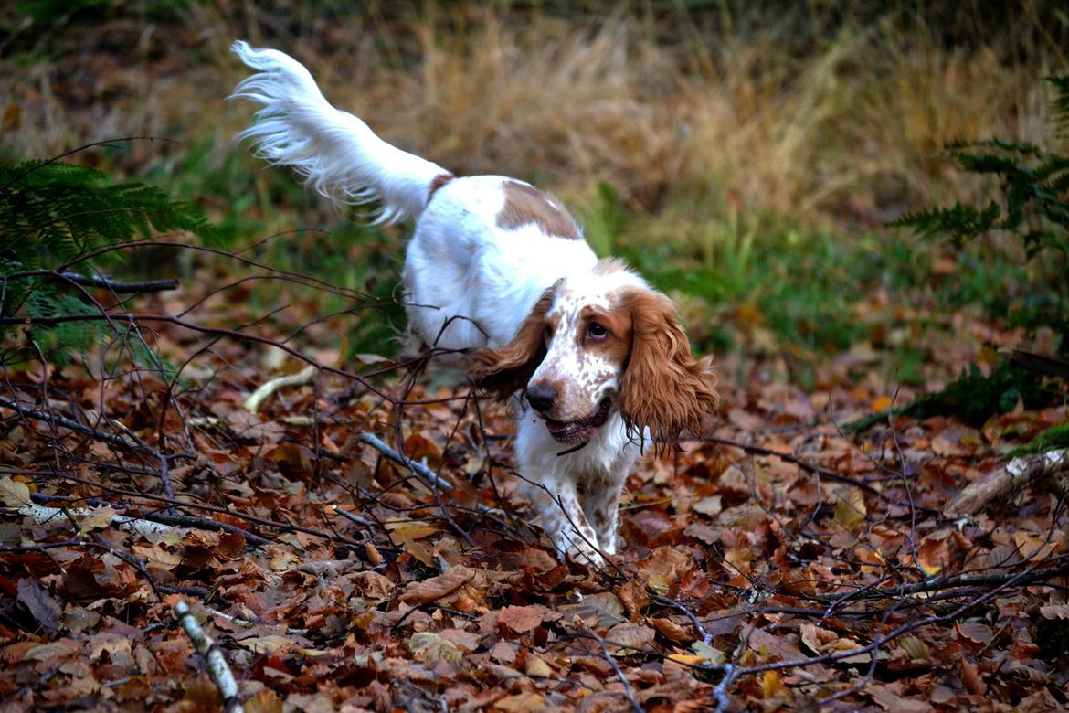 Cocker spaniel Althea billede 15