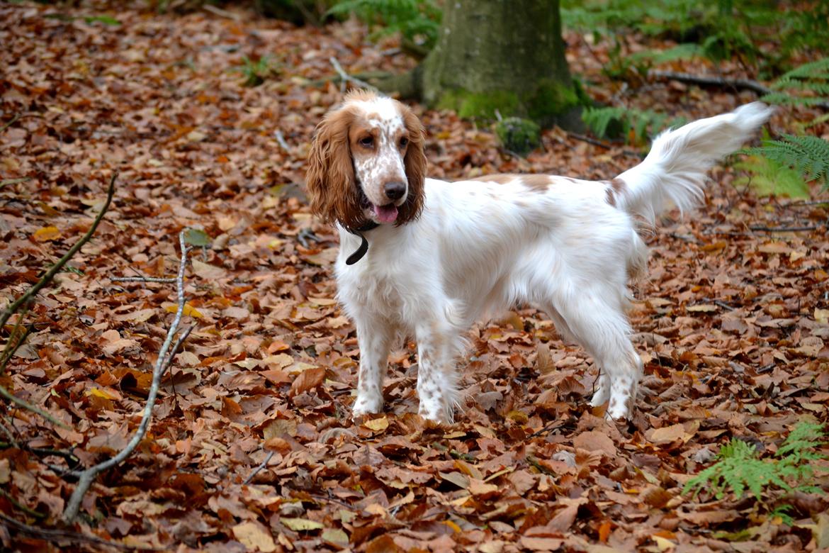 Cocker spaniel Althea billede 2