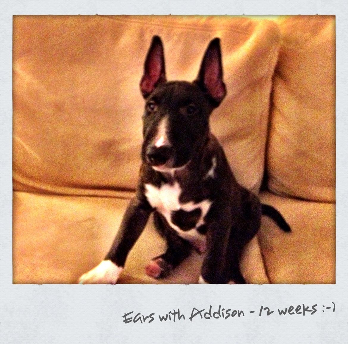 Bullterrier miniature BullieQueen's Addision billede 5