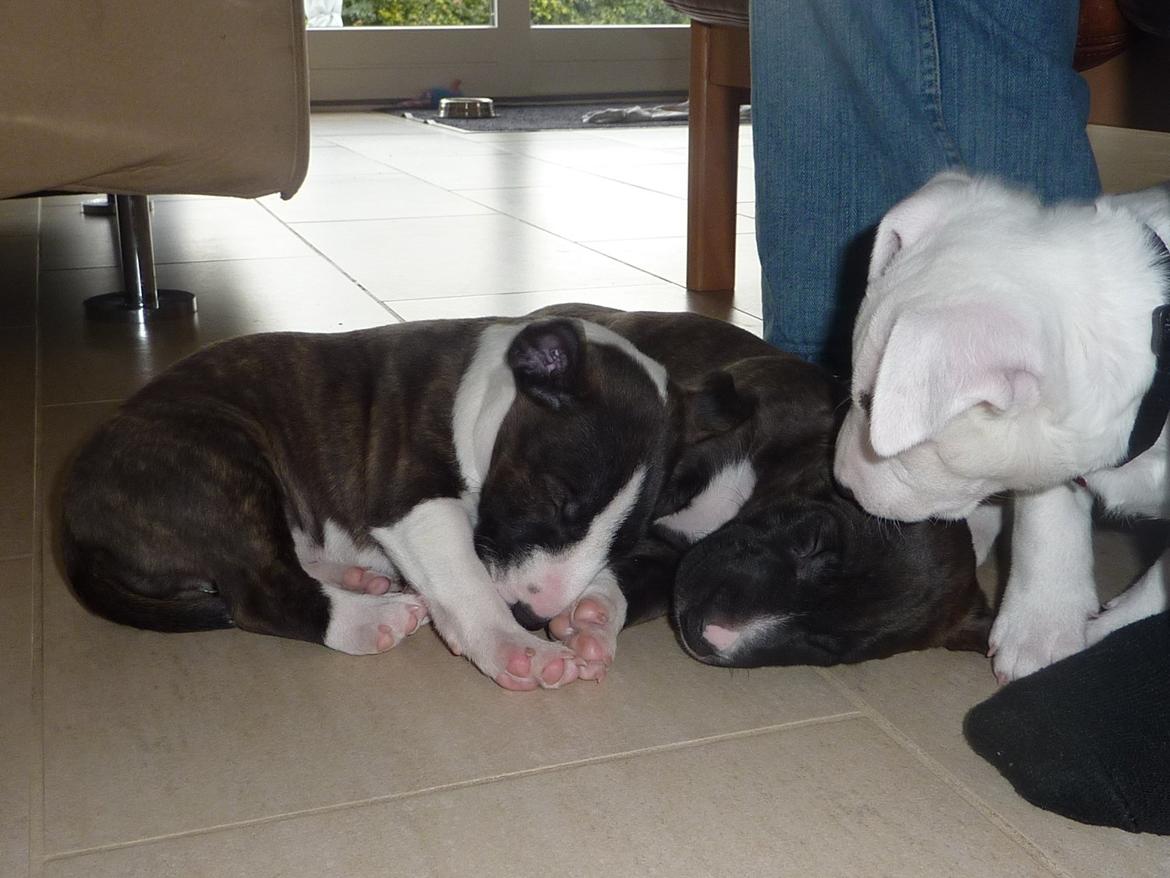 Bullterrier miniature BullieQueen's Addision - Adi i midten mellem Annabel og Alistair billede 14