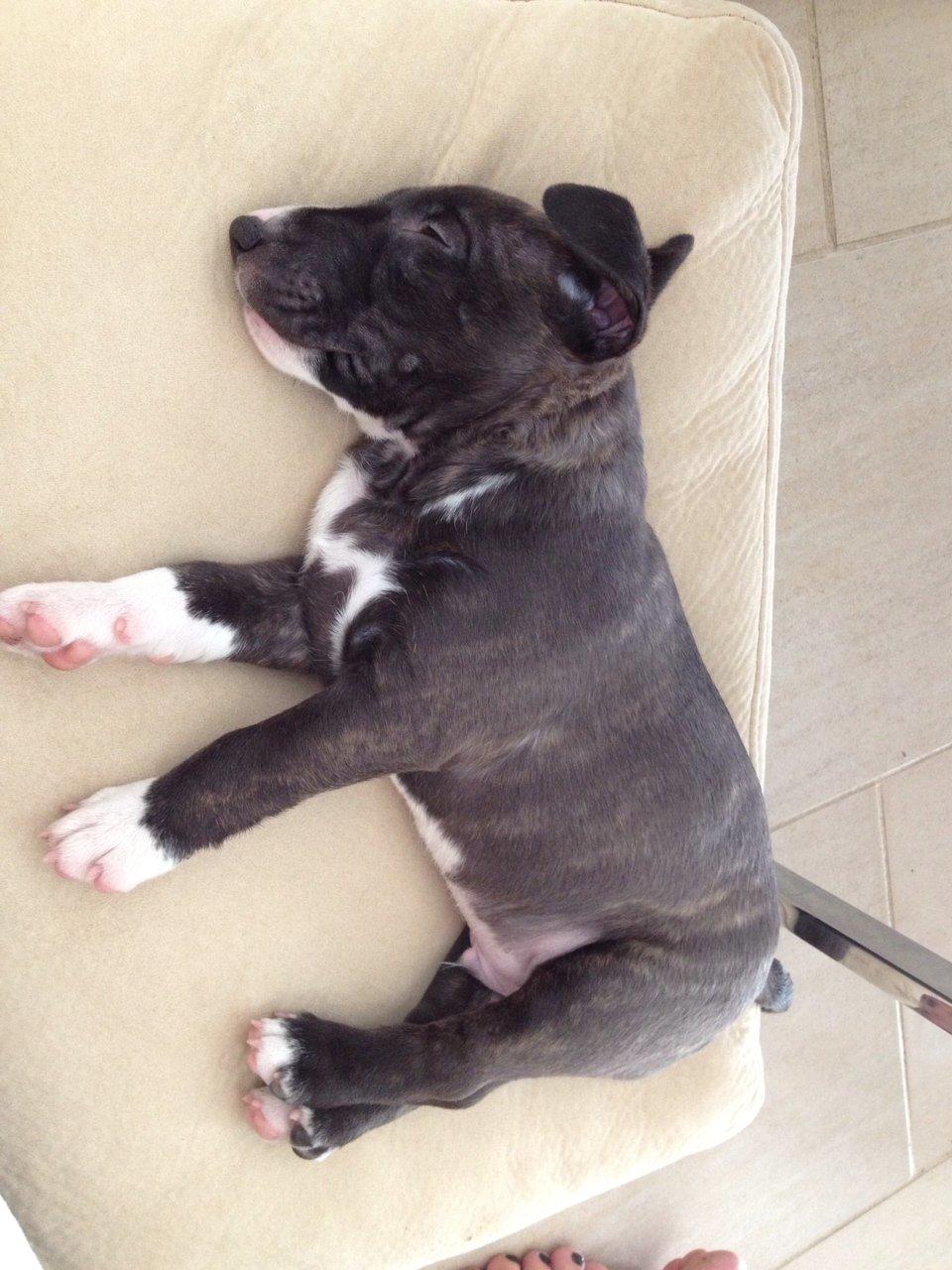 Bullterrier miniature BullieQueen's Addision billede 17