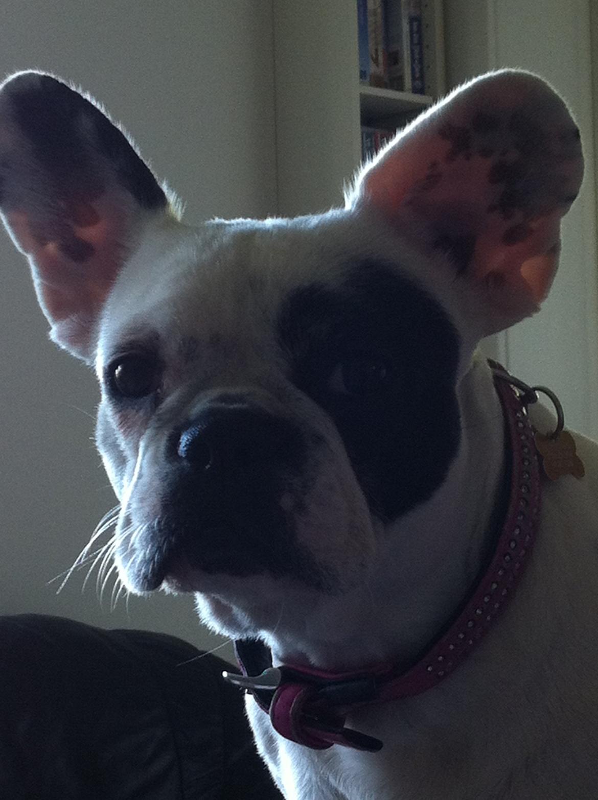 Fransk bulldog pixie billede 1