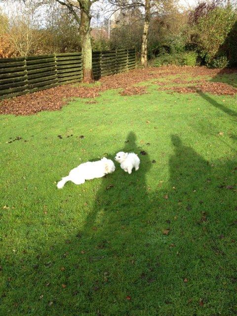 Coton de tulear Athena - Athena der leger med sin ven Felix billede 8
