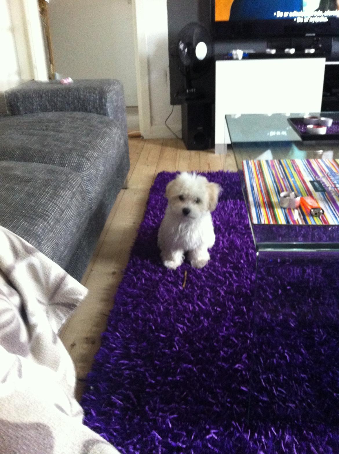 Coton de tulear Athena billede 10